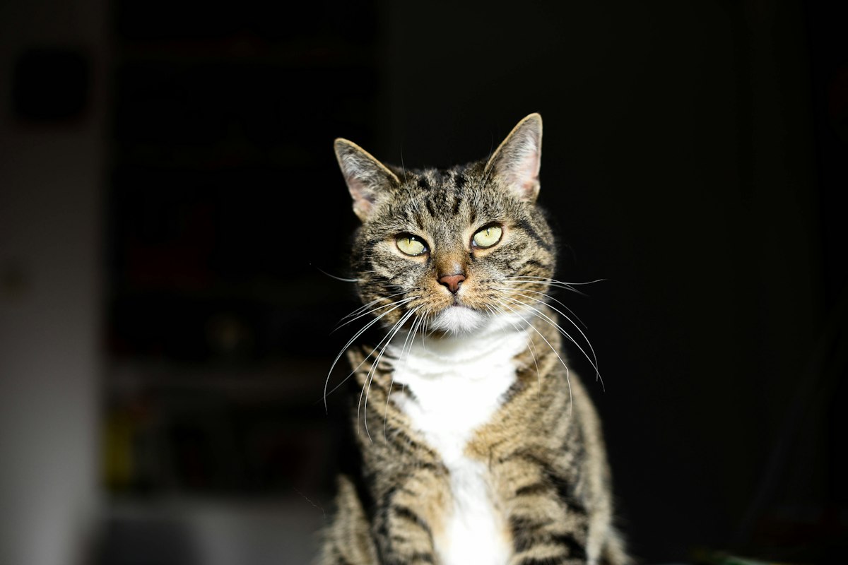 How to Choose a Cat Photo for AI Video